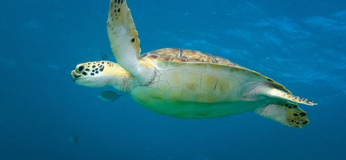 Swimming Turtle-min