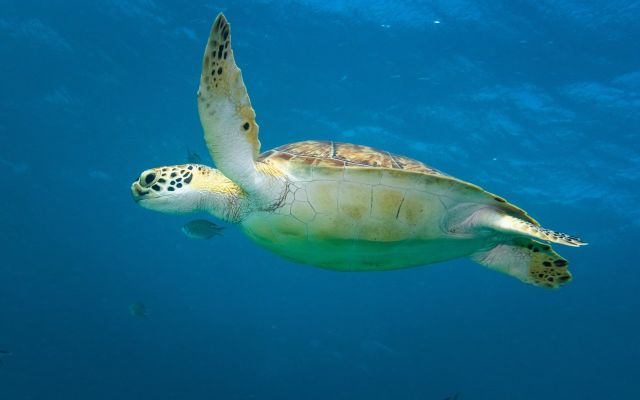 Swimming Turtle-min
