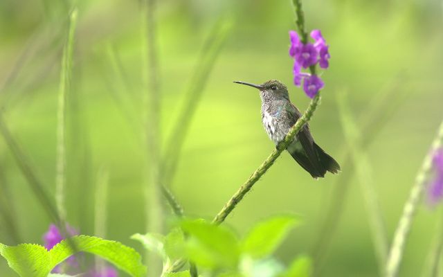 2.Alto Mayo e Tarapoto © Heinz Plnege, Promperù